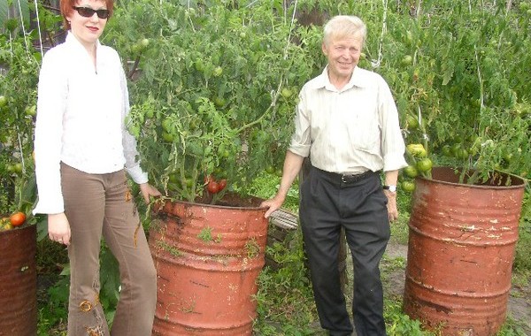 Праздник урожая. Омск 2004. Помидорные деревья.