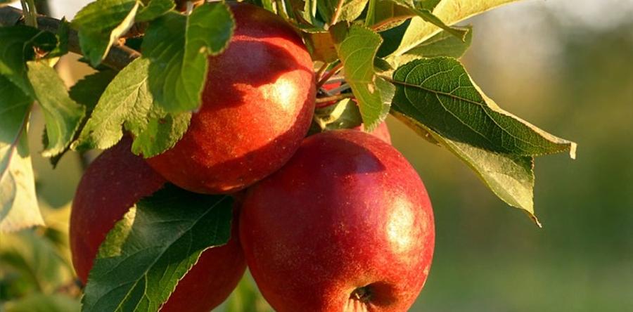 ЭМИКС СУХОЙ ДЛЯ ПЛОДОВЫХ ДЕРЕВЬЕВ ВЕСНОЙ