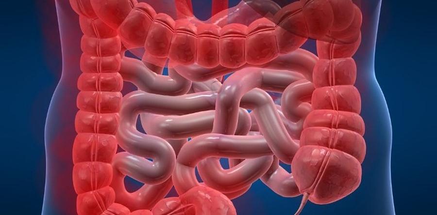 Может ли современное питание разрушать нашу микробиоту