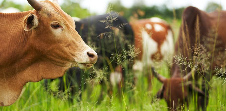 ПОДДЕРЖКА ИМММУНИТЕТА ЖИВОТНЫХ «ВЕТЭМ»