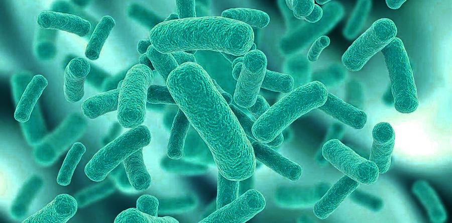 Влияние Lactobacillus casei на количественный и качественный состав микробиоты кишечника