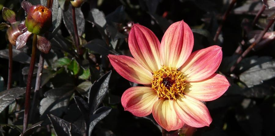 МОДНИЦА ПРОШЛОГО ВЕКА