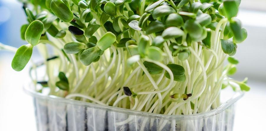 Микрозелень на Новогодний стол!