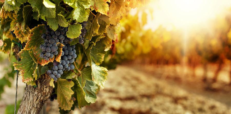 ЭМИКС: научное обоснование эффективности при возделывании винограда