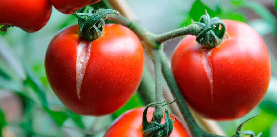 Почему томаты цветут, но не дают плоды