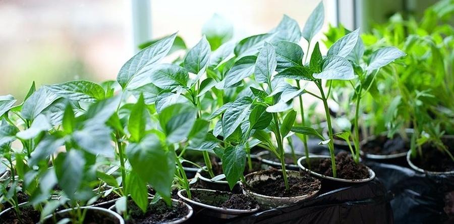 5 способов посадки сладкого перца