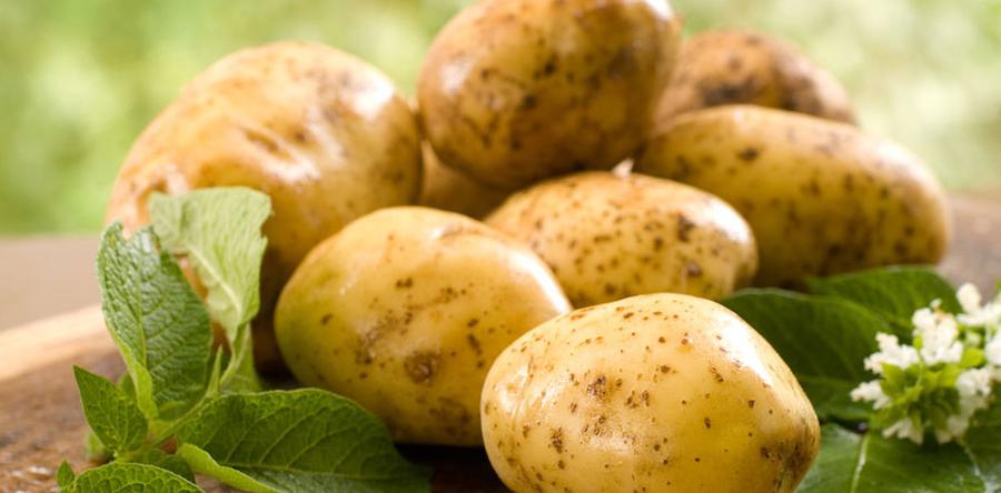 ЧЕМ И ЗАЧЕМ ЗАМАЧИВАТЬ КАРТОФЕЛЬ ПЕРЕД ПОСАДКОЙ