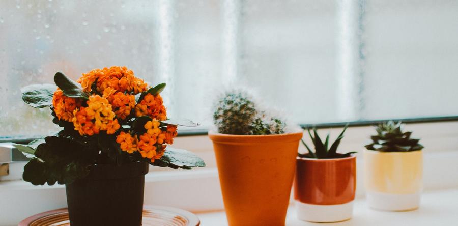 Как оживить комнатный сад и помочь растениям пережить холода