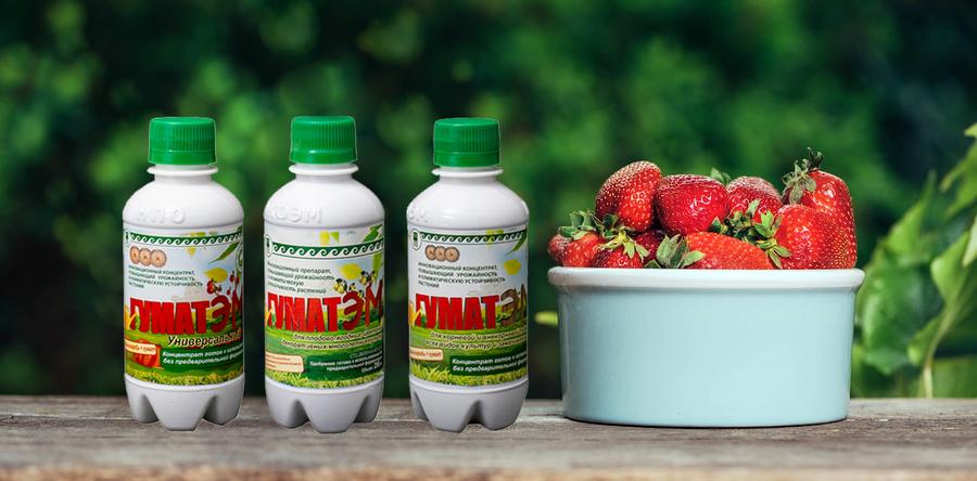 ВИДЕО О СУПЕР-ЭФФЕКТЕ ПРИМЕНЕНИЯ ГУМАТЭМ ОТ ЕЛЕНЫ БЕЛЬТИКОВОЙ, РАЗНИЦУ ВИДНО СРАЗУ!