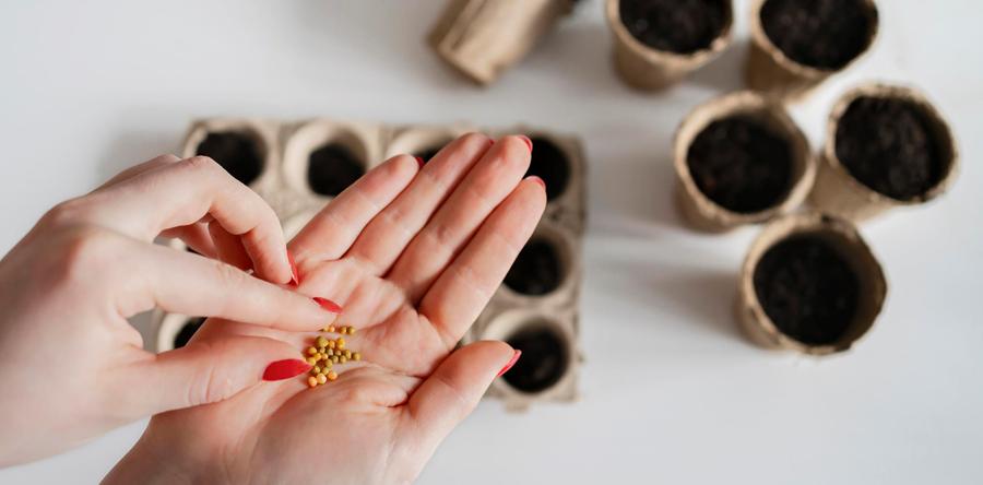 Типичные ошибки при посеве семян