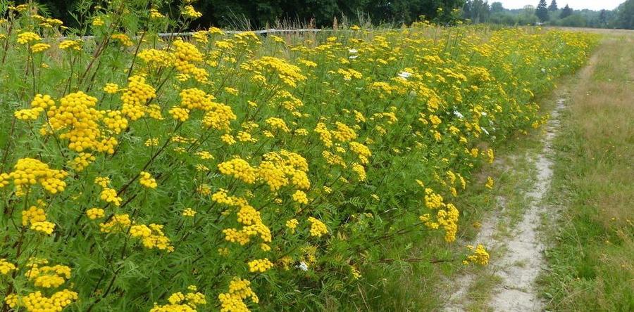 Пижма для защиты сада