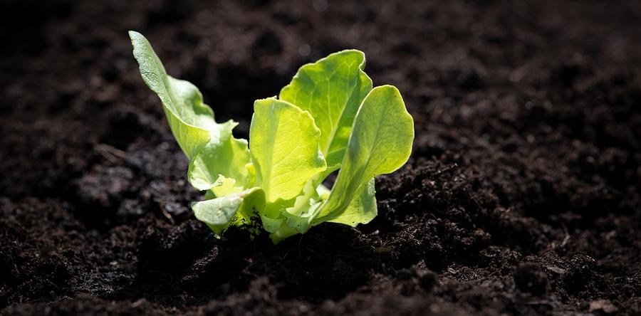 Щелочная почва - причина хлороза