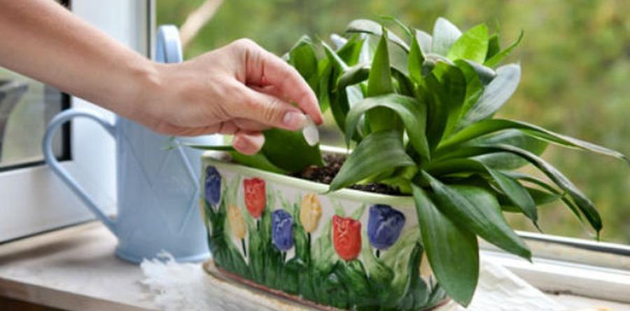 БОРЕМСЯ С ФИТОФТОРОЙ