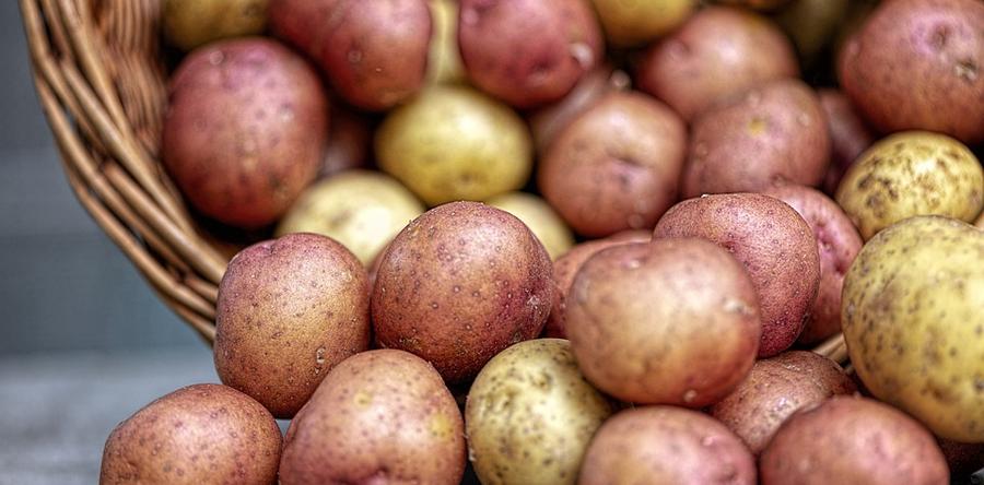 КАК СОХРАНИТЬ КАРТОФЕЛЬ ДО ВЕСНЫ ИЛИ КАРТОФЕЛЬНЫЙ АУДИТ
