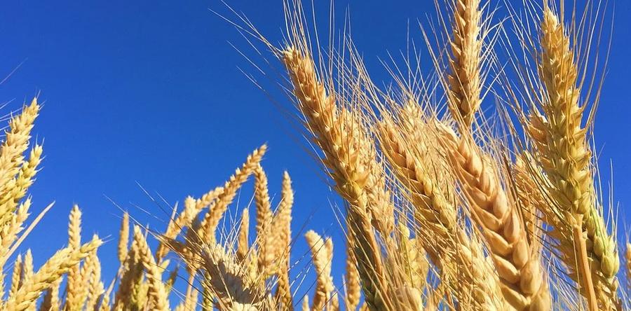 ИЮНЬ ХЛЕБОРОСТ