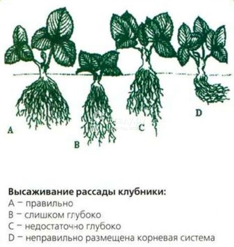 Схема посадки клубники азия в открытом грунте