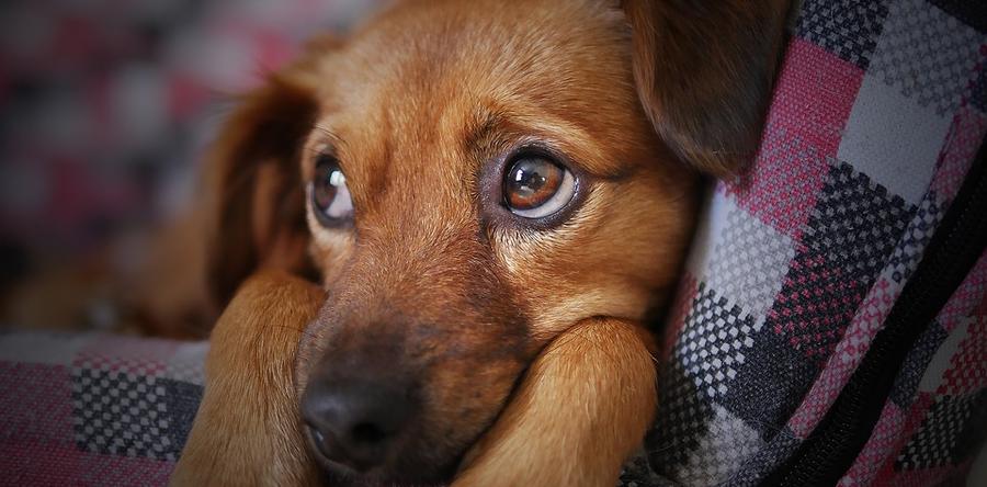 Отзыв об использовании Эмикс О от ушного клеща у собаки